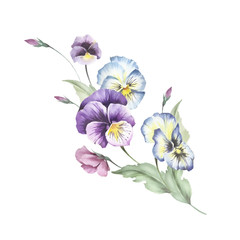 Bouquet of pansies. Hand draw watercolor illustration