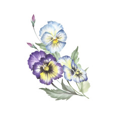 Bouquet of pansies. Hand draw watercolor illustration