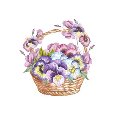 Fototapeta na wymiar Basket of pansies. Hand draw watercolor illustration.
