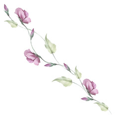 Delicate composition of flowers buds. Watercolor illustration.
