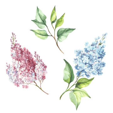 Flowering branch of lilac. Hand draw watercolor illustration