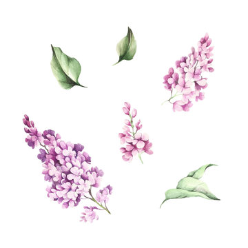 The set of images of flowers and leaves of lilac. Watercolor illustration.