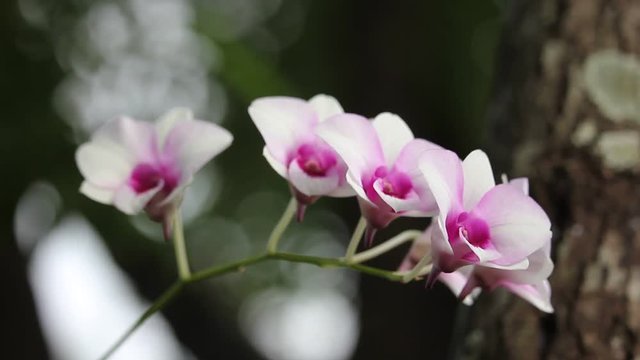 Close up White and soft Pink orchid flower