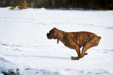 Dog brindle boxer running in the winter in the snow, fast runnin