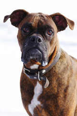 Dog brindle boxer in collar winter white background, listening i