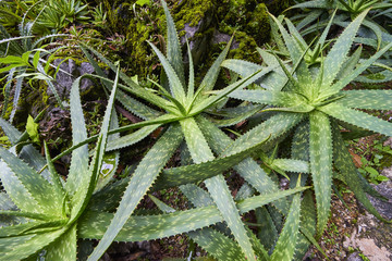 Fototapeta premium agave plant leaves