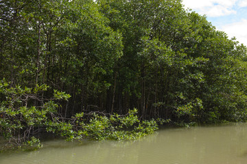 Mangrove trees on a river