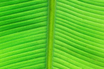 Saftig grünes Bananenblatt