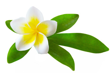 frangipani flower isolated