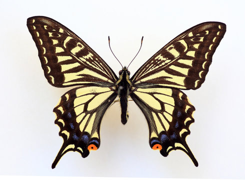 Asian Swallowtail (Papilio xuthus) specimen isolated