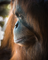 Orangutan