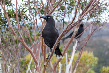 Black Currawong portrait - native Tasmanian bird. Cradle Mountain National Park, Tasmania, Australia.