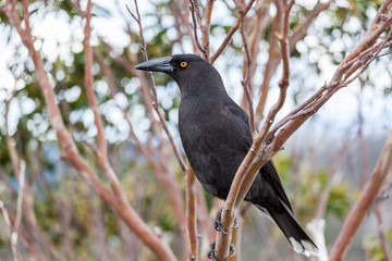 Black Currawong portrait - native Tasmanian bird. Cradle Mountain National Park, Tasmania, Australia.