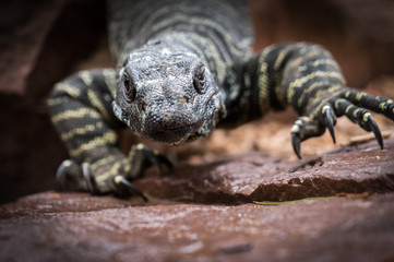Goanna