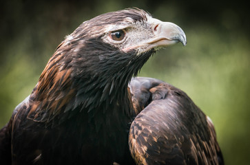 Wedge-Tailed Eagle