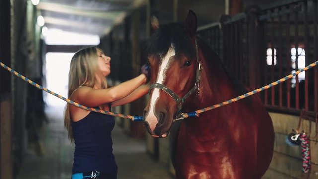 Woman Brushing Her Horse in the Stable
