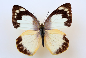 The Lesser Albatross (Appias paulina) female specimen isolated 
