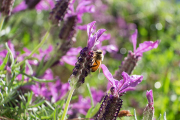 Bee insect is pollinating lavender flowers.