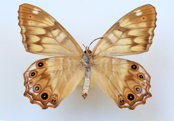 Small Labyrinth(Zophoessa callipteris)specimen isolated