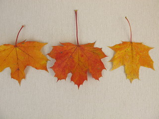 Bunte Ahornblätter im Herbst