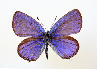 Obraz premium The Transparent Six-line Blue (Nacaduba kurav) specimen isolated