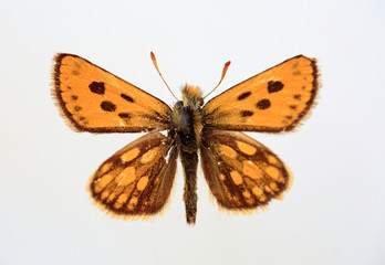 Ｃarterocephalus sylvicola specimen isolated