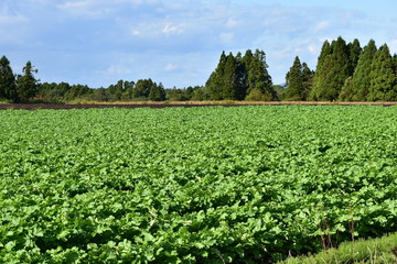 秋の大根畑