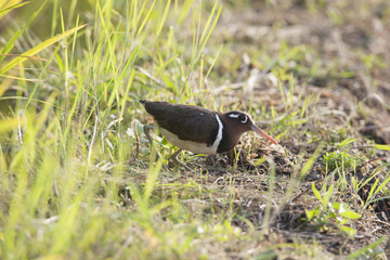 Painted snipe/This is wild bird photo which was  took in Japan. This bird name is Painted snipe. This is female type.