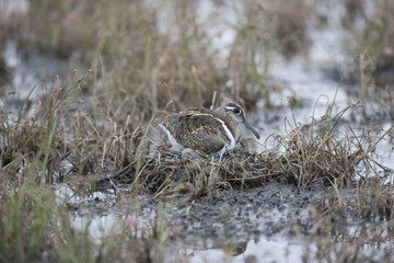 Painted snipe/This is wild bird photo which was  took in Japan. This bird name is Painted snipe. He is on the nest with eggs.