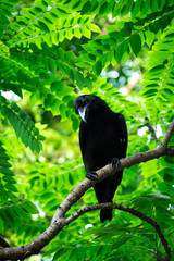 Large-billed crow