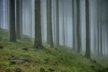 Spring spruce forest