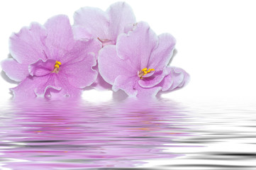 Fototapeta na wymiar pink flowers of violet water reflection