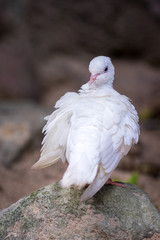 White pigeon