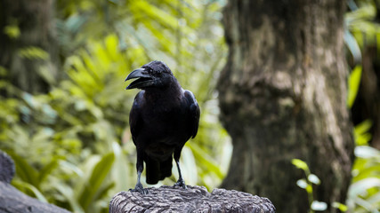 Large-billed crow
