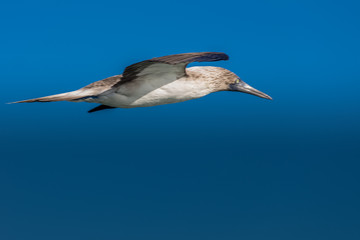 Aves Marinas (Seabirds)