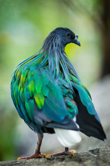Nicobar Pigeon