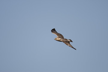 Rough legged buzzard/ This is wild bird photo which was took in Aichi-pref Japan. This bird name is Rough legged buzzard.