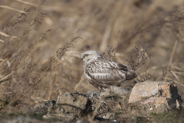 Rough legged buzzard/ This is wild bird photo which was took in Aichi-pref Japan. This bird name is Rough legged buzzard.