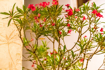 flower pots and white walls