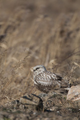 Rough legged buzzard/ This is wild bird photo which was took in Aichi-pref Japan. This bird name is Rough legged buzzard.