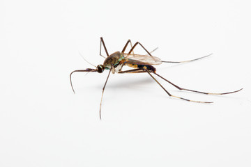 Close up of mosquito on white background