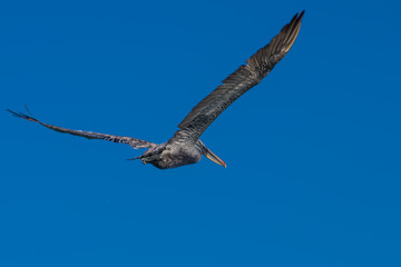 Aves Marinas (Seabirds)