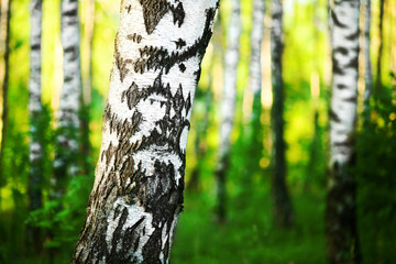 summer in birch forest