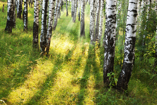 Fototapeta summer in birch forest