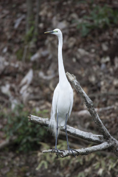 Great egret/ This is wild bird photo which was took in Aichi-pref Japan. This bird name is Great egre.