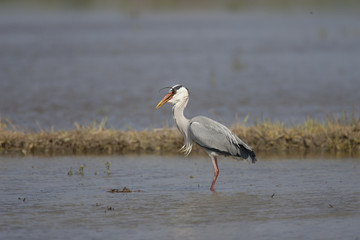 Grey heron/  This is wild bird photo which was took in Aichi-pref Japan. This bird name is Grey heron. He ia eating a eel.