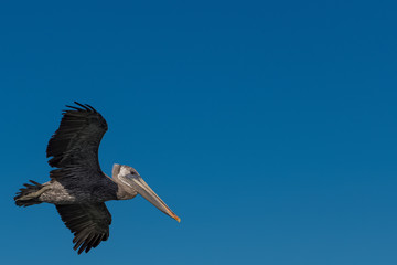 Aves Marinas (Seabirds)