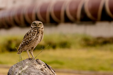 Fauna Urbana