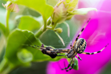 Spider On Garden