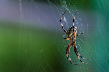 Spider On Garden